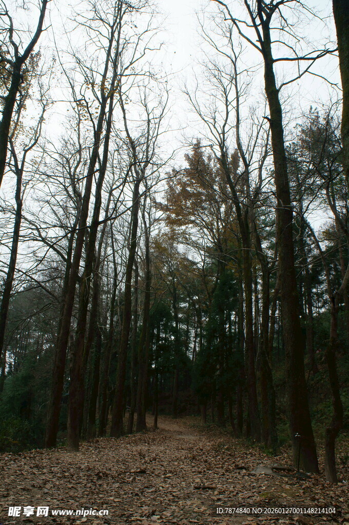 衡山冬日林间小道