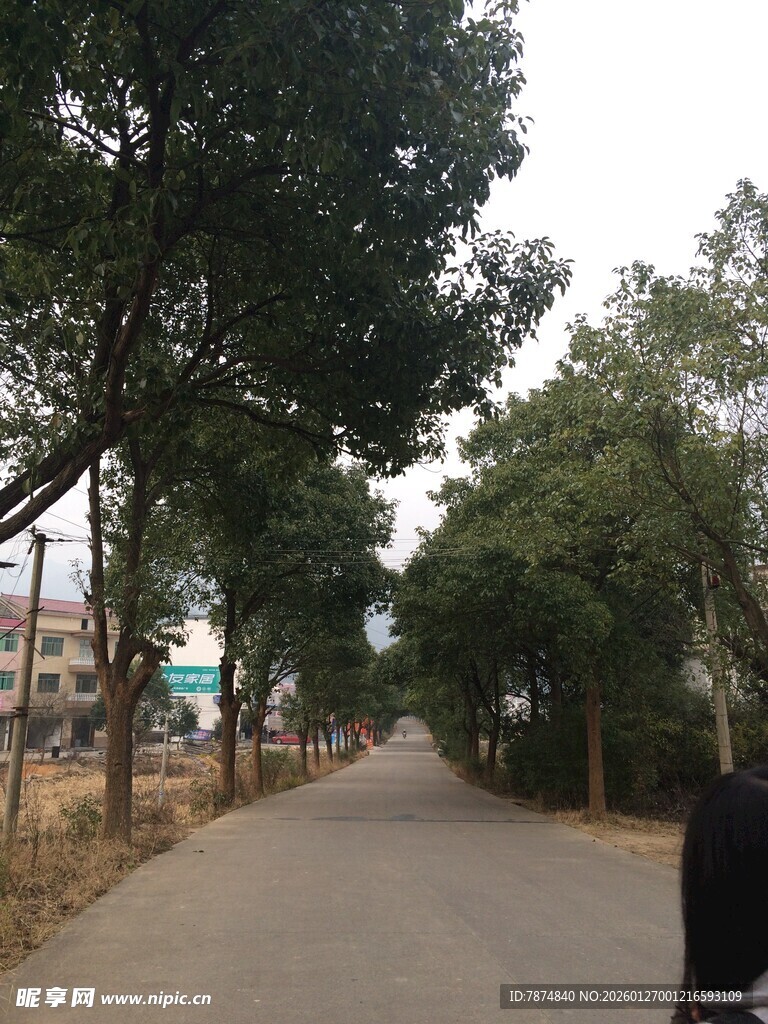 衡山林荫小道 静谧自然风景