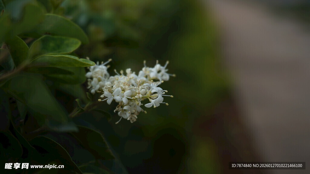 白色小花绽放于绿叶间