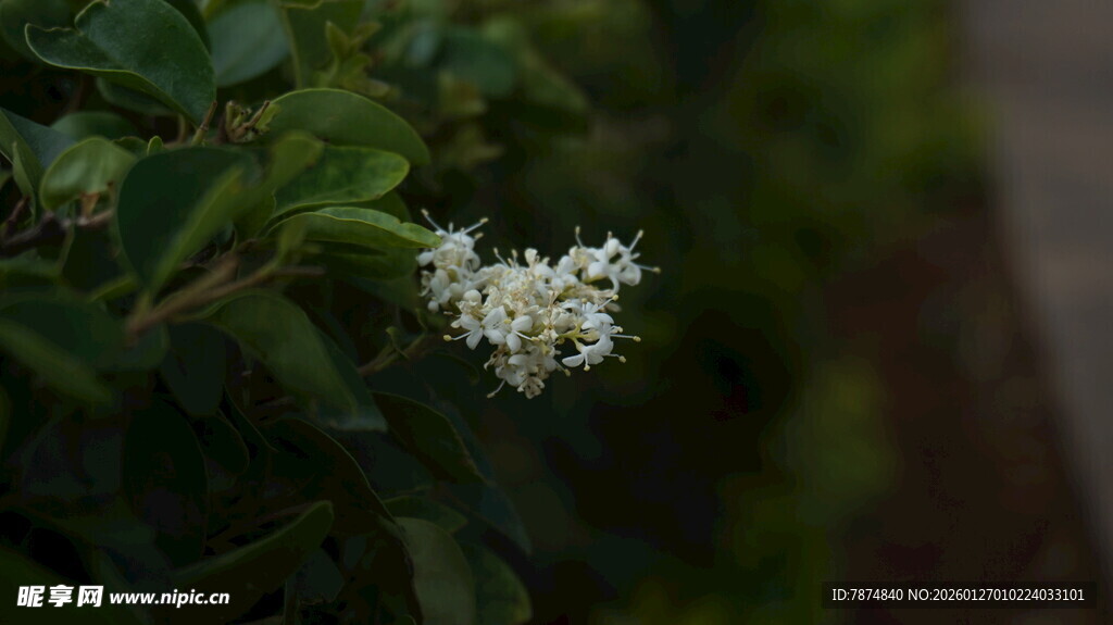 白色小花绽放绿叶间