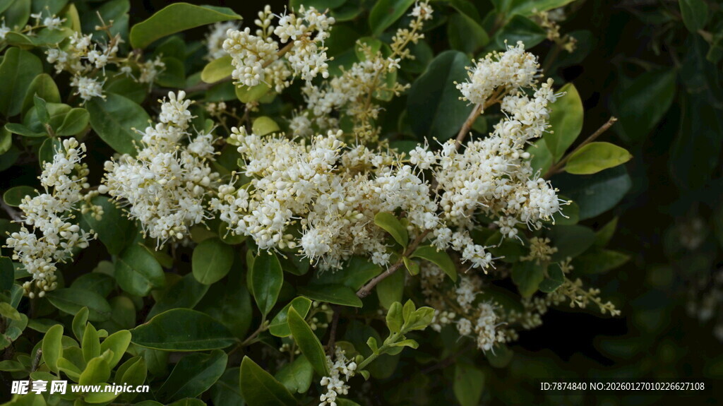 白色繁花满枝的绿植