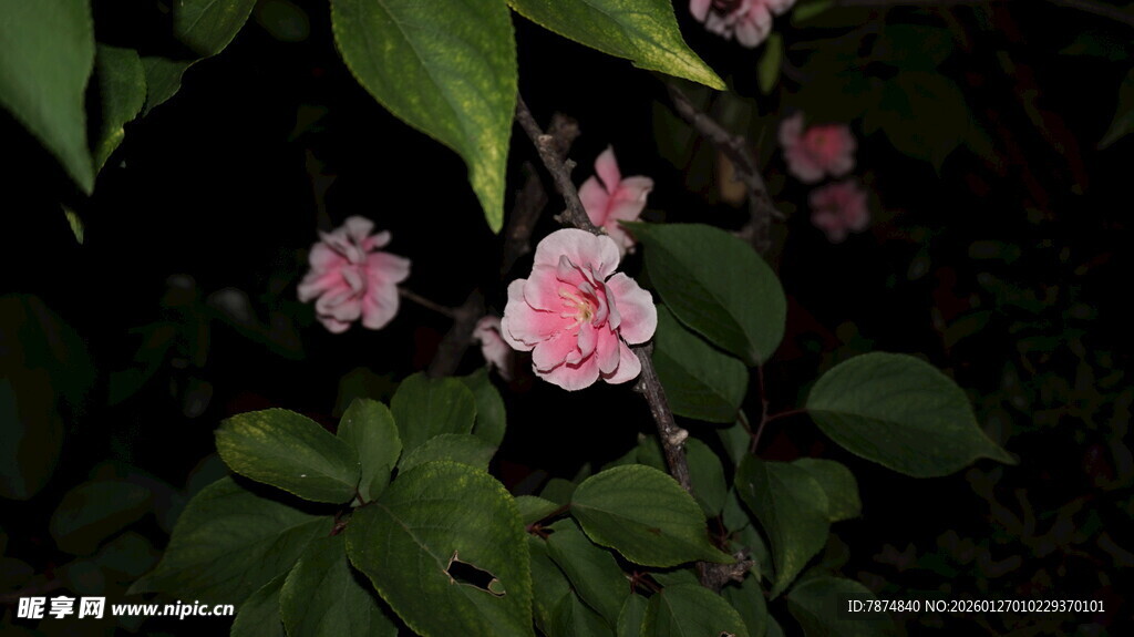 夜下绽放的粉嫩花朵