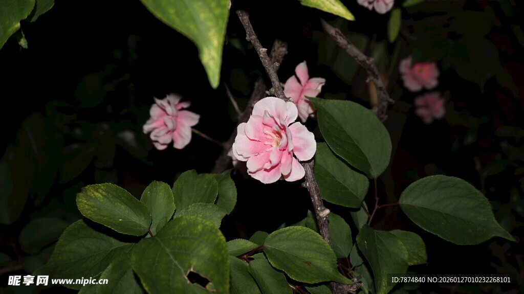 夜下绽放的粉嫩花朵