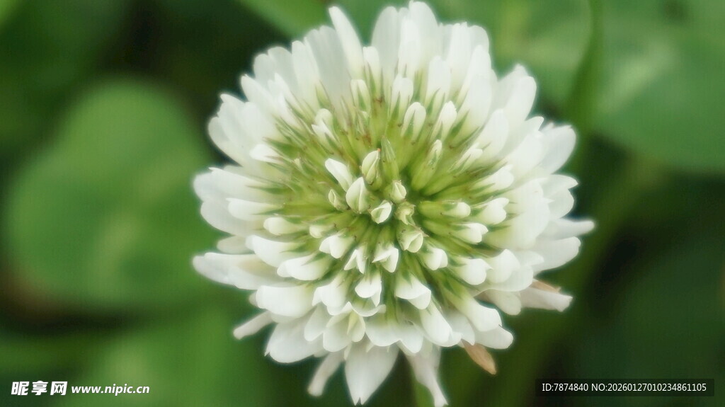 白色三叶草特写