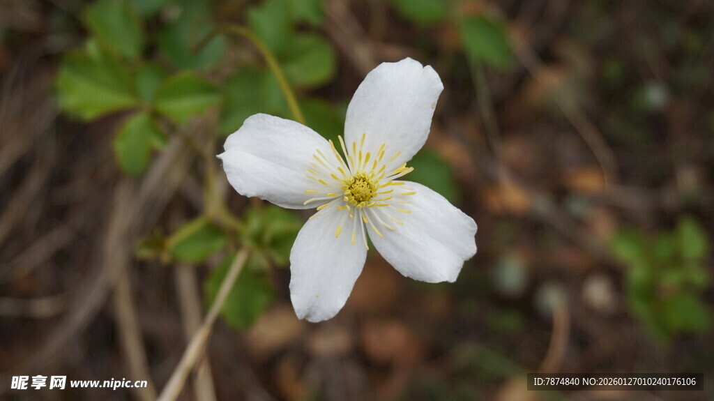 白色单朵野蔷薇绽放