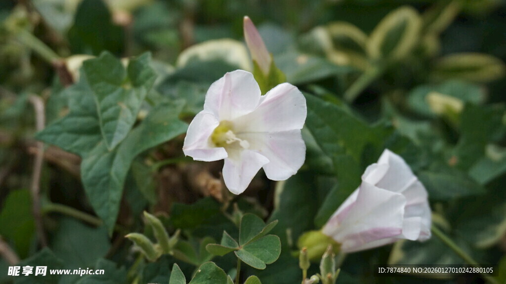 白色牵牛花绽放