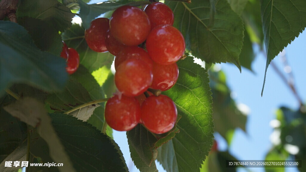 枝头红果挂 色泽诱人