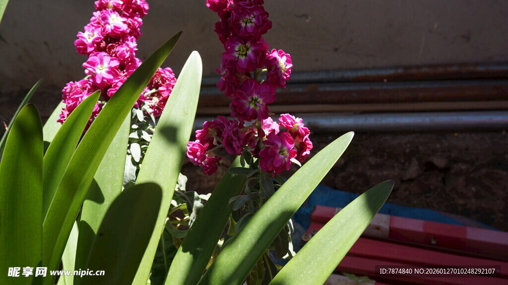 娇艳绽放的粉色兰花