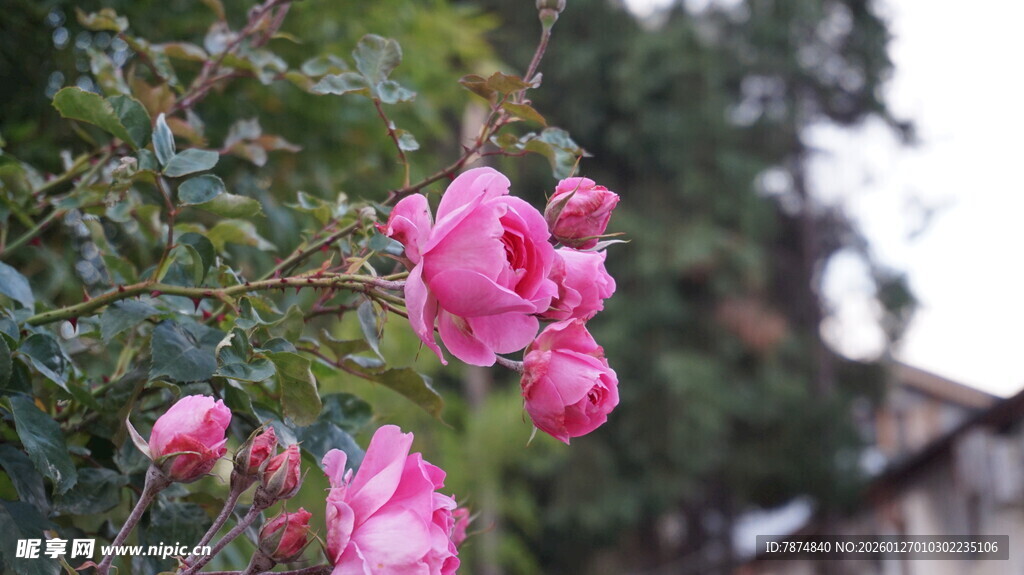 娇艳绽放的粉色月季花
