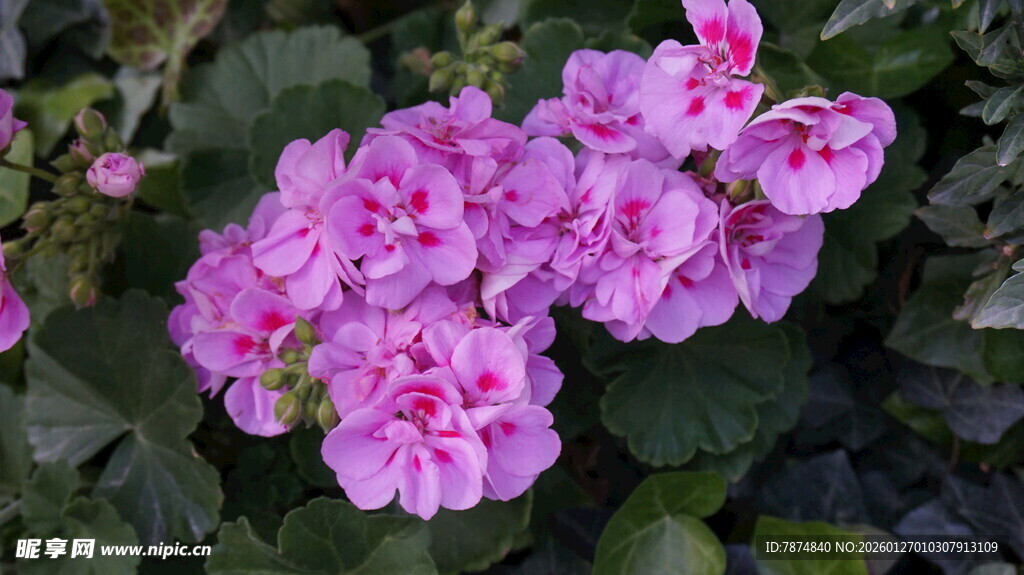 娇艳粉色花朵绽放