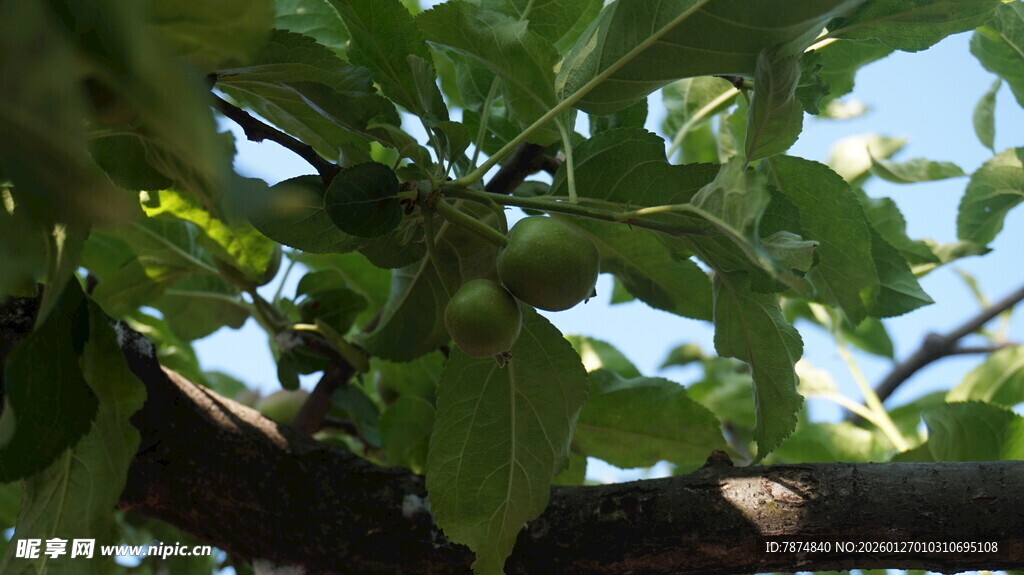 绿叶繁茂的树枝景象