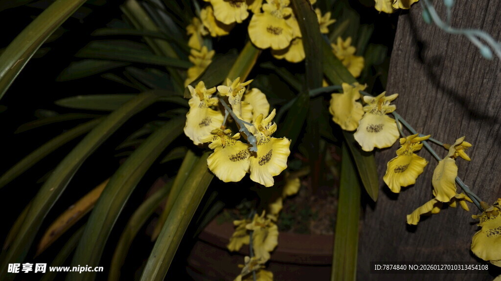 黄色蝴蝶兰绽放姿态