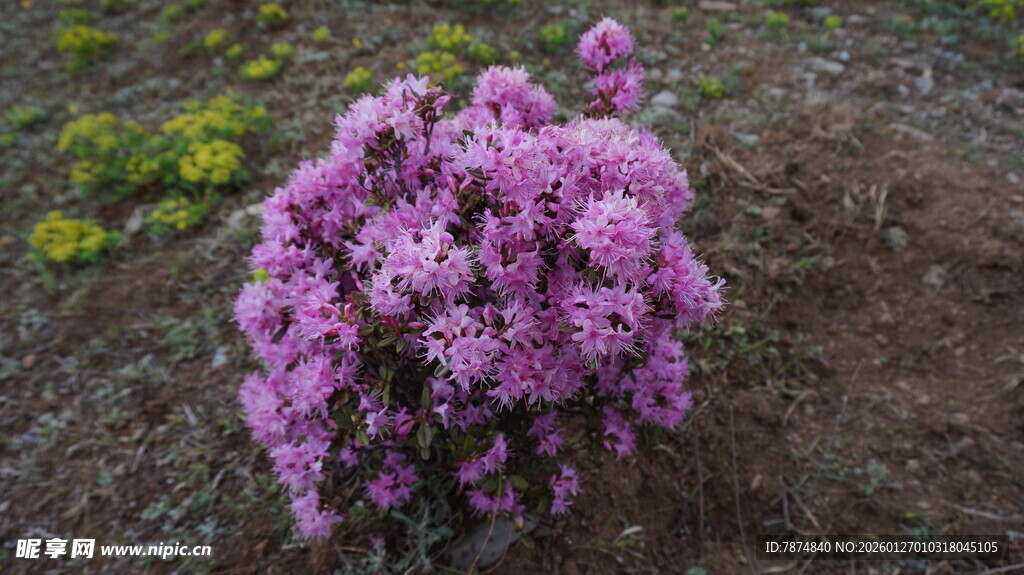 紫色花丛绽放于土地间