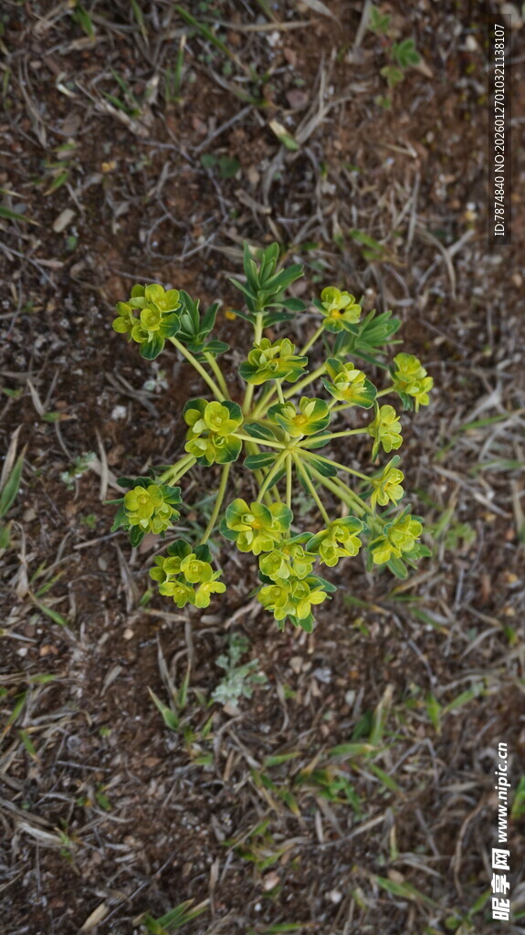 地面上的黄色小花植物