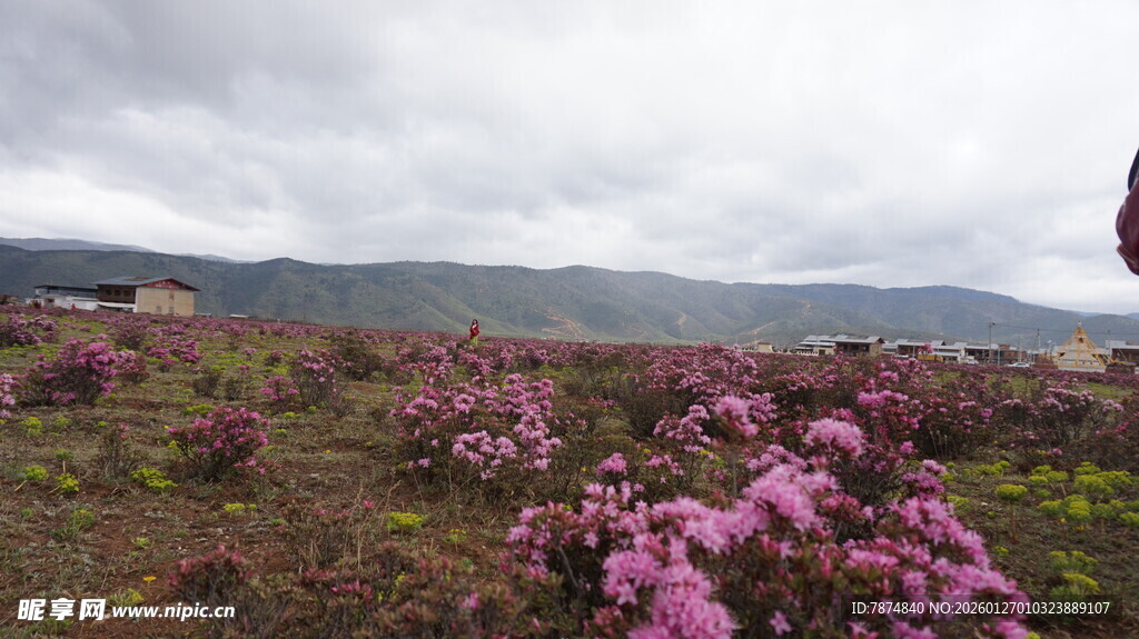 山间烂漫绽放的紫色花丛