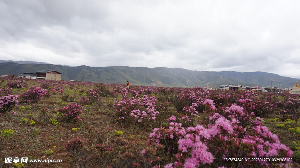 山间烂漫绽放的粉紫色花丛
