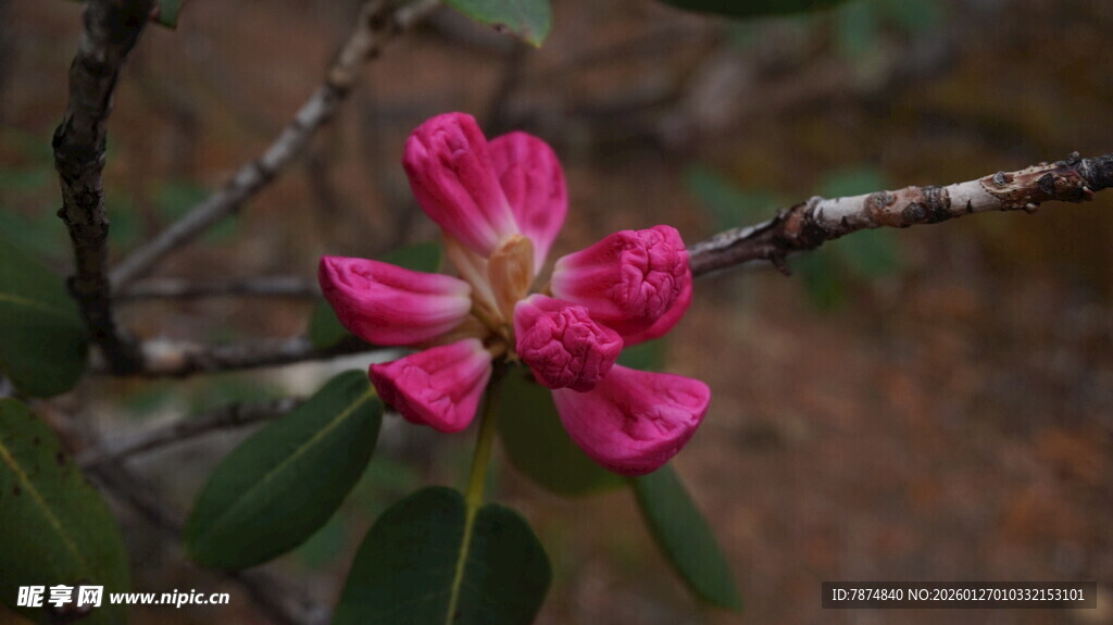 娇艳绽放的粉红色杜鹃花