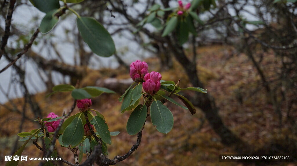 枝头绽放的娇艳粉色花朵