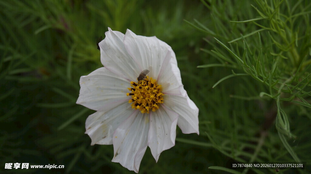 白色单朵波斯菊特写