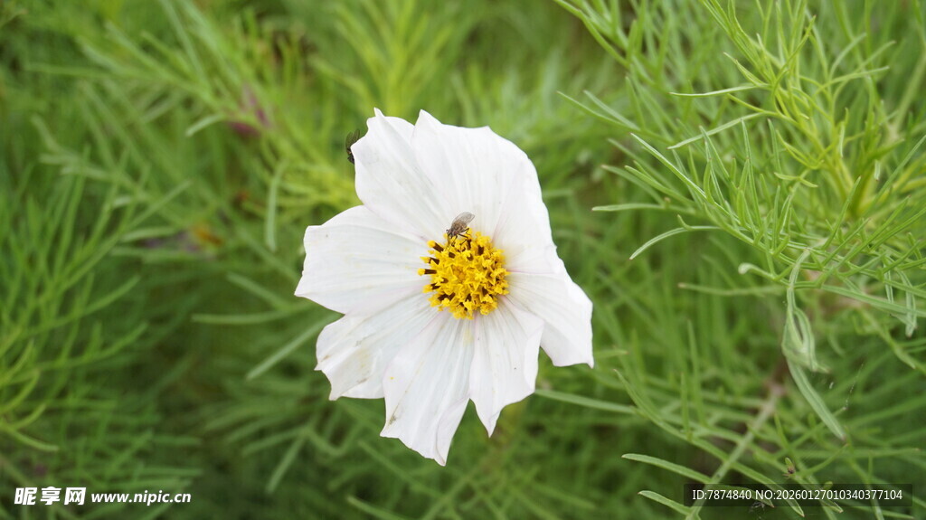 白色格桑花绽放于绿草间