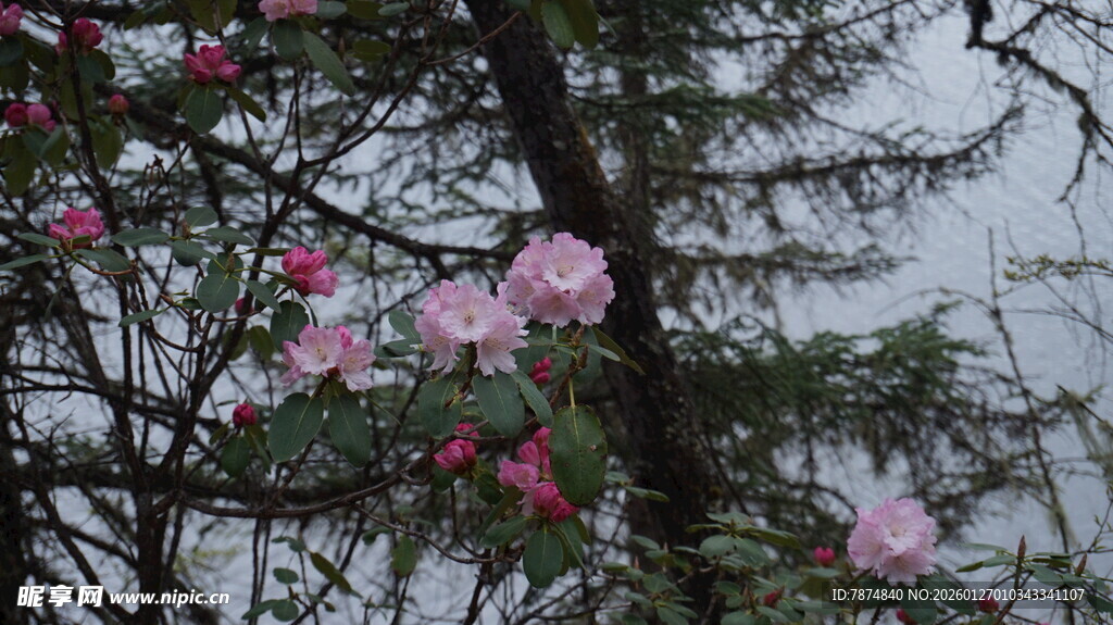 枝头绽放的粉嫩花朵