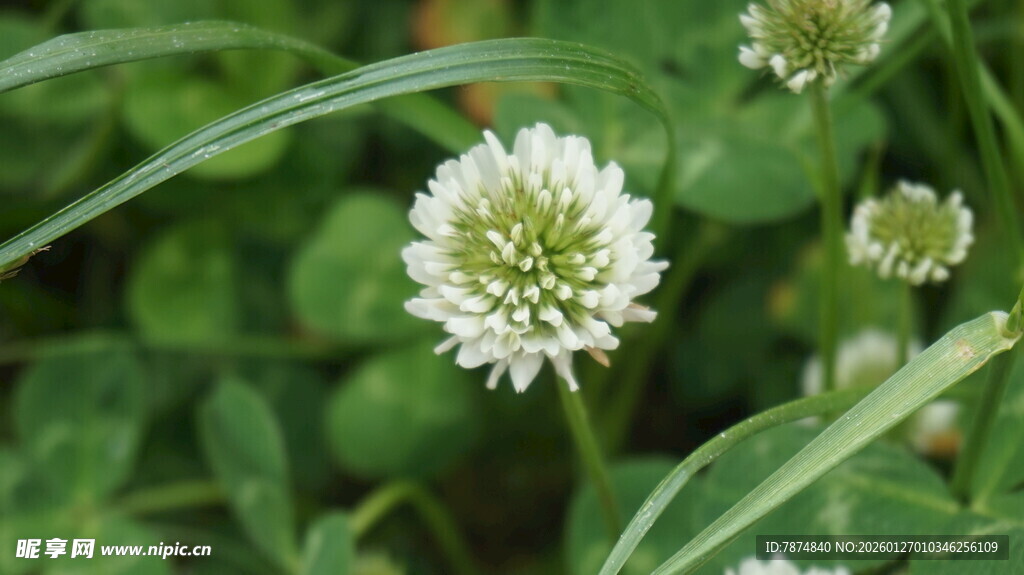 白色三叶草绽放绿意间