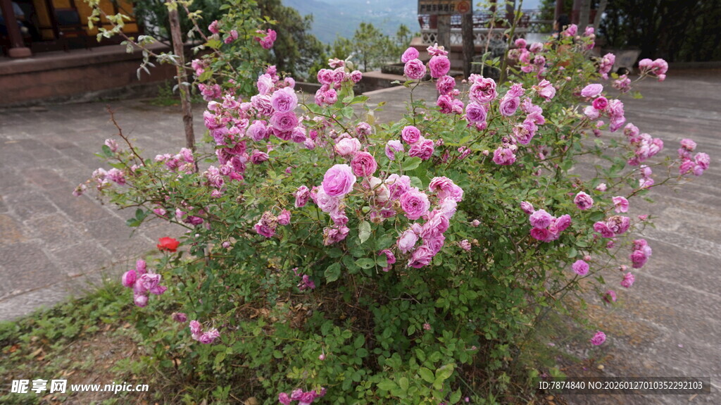 娇艳蔷薇绽放庭院