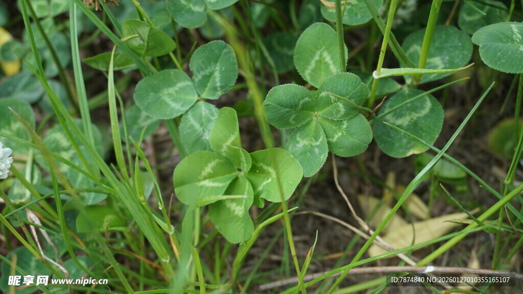 草丛中的隐身蚱蜢