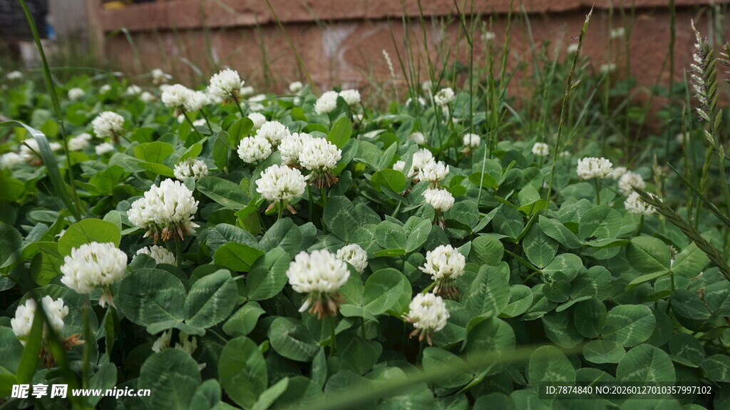 白色三叶草花丛景观