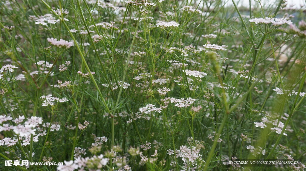 田野中的白色小花绽放