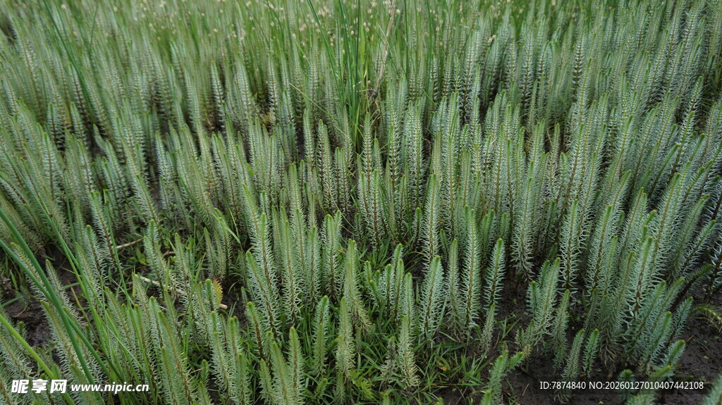 翠绿麦田 生机盎然