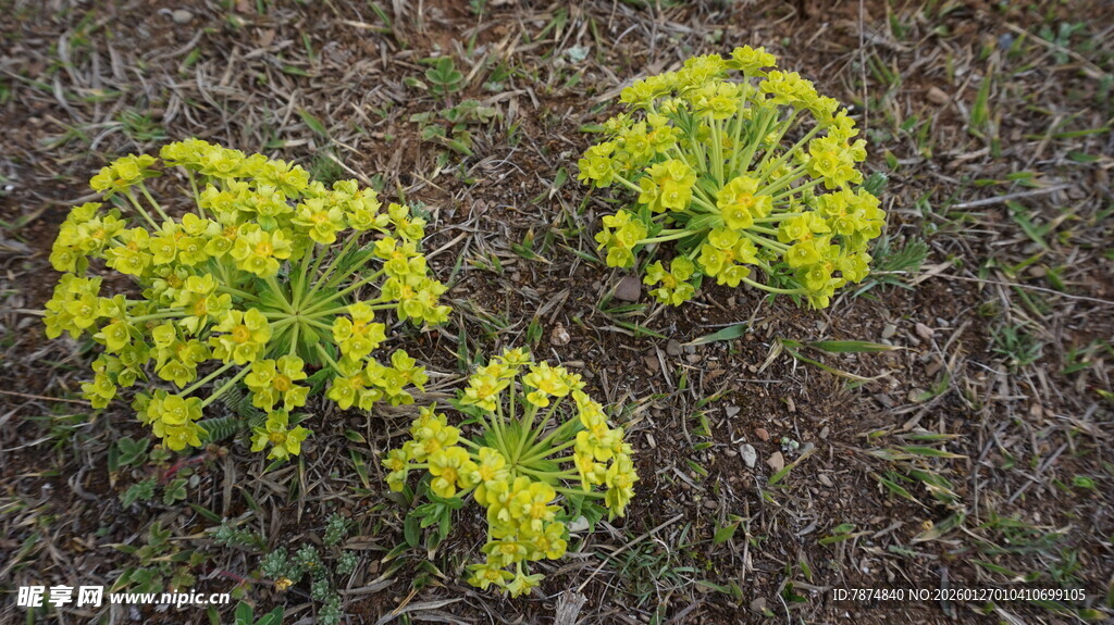地面上的三簇黄色小花