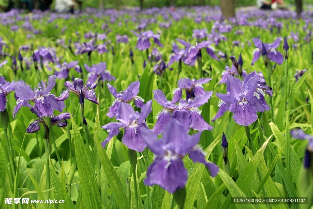 紫色鸢尾花绽放的美景
