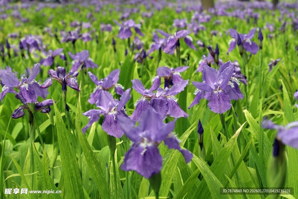 紫色鸢尾花田的美丽景致