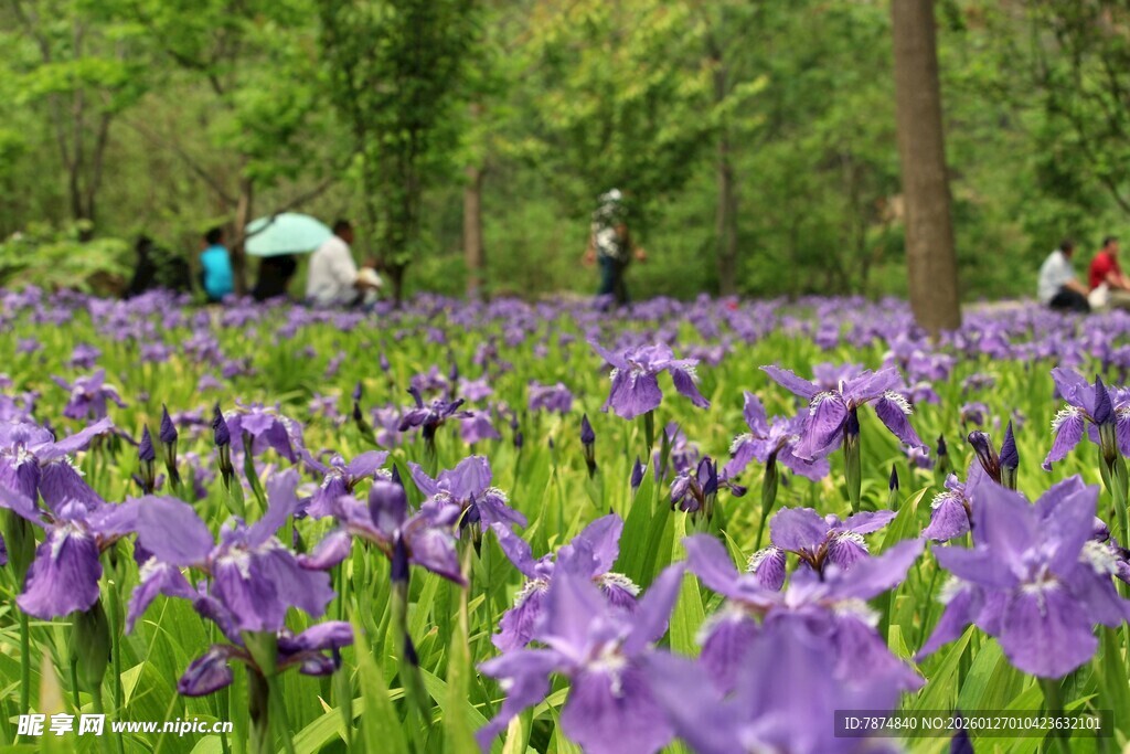 紫色鸢尾花海中的露营者