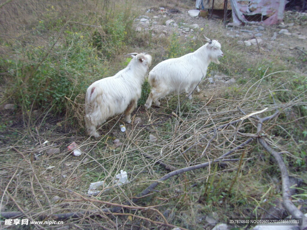 田野中的两只白色山羊
