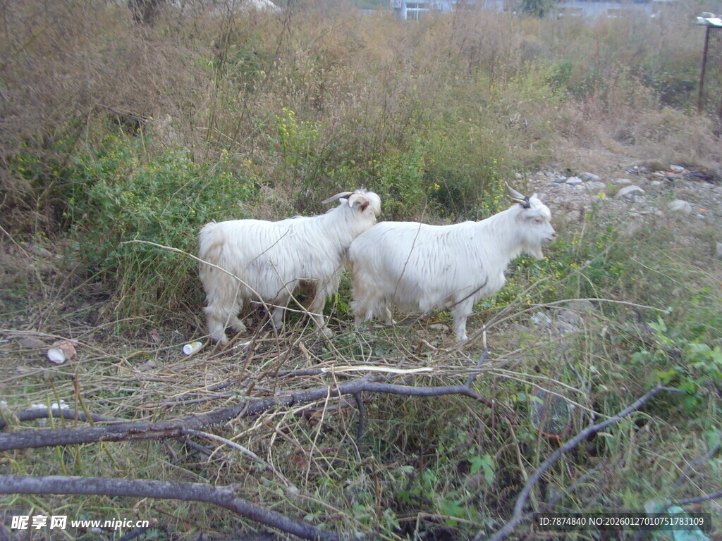 田野中的两只白色山羊