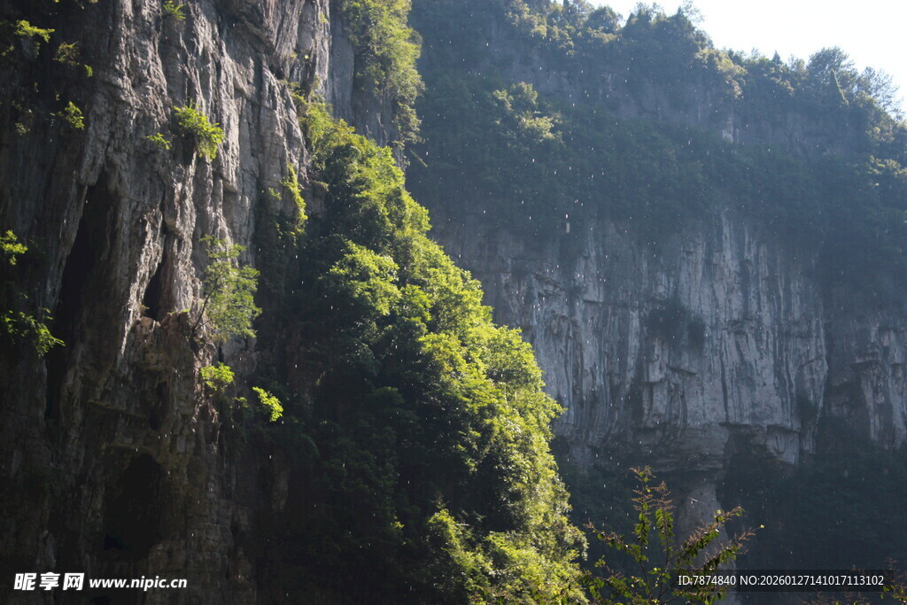 陡峭山壁上的繁茂绿植