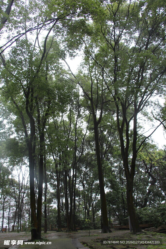茂密树林景观