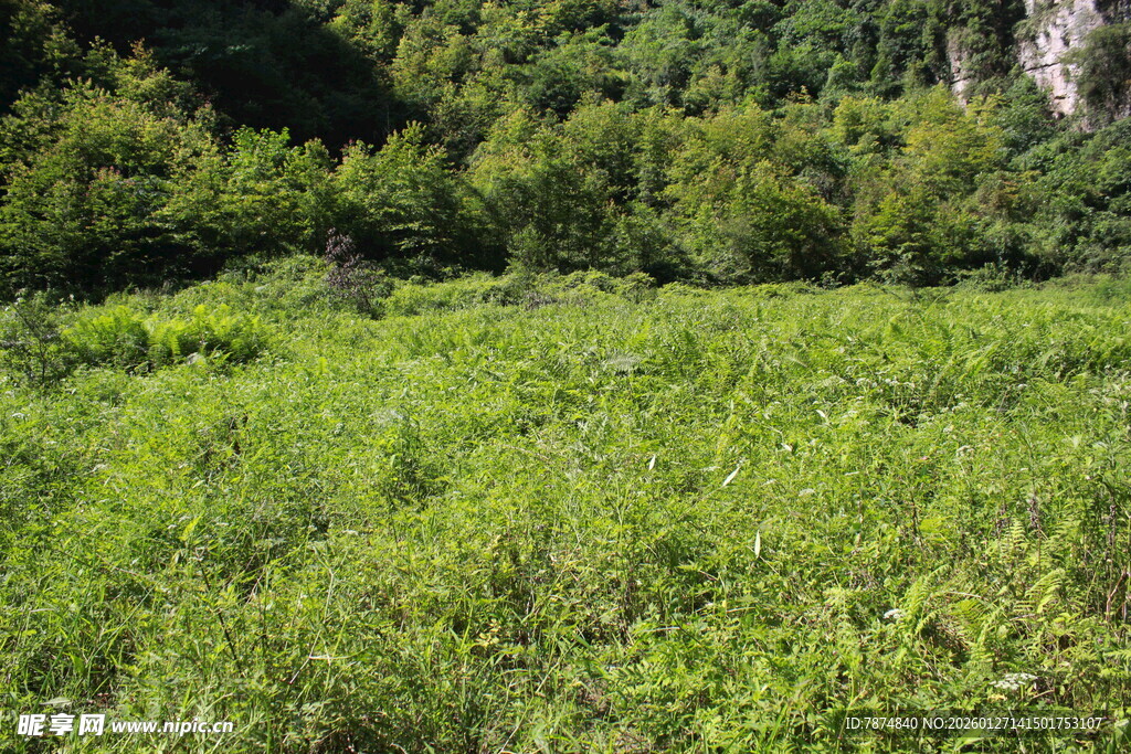 翠绿原野与茂密山林景观