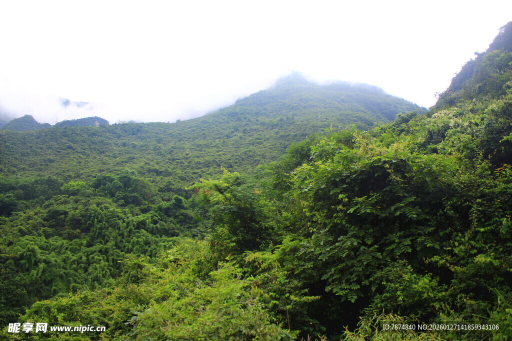 翠绿山林间的自然美景
