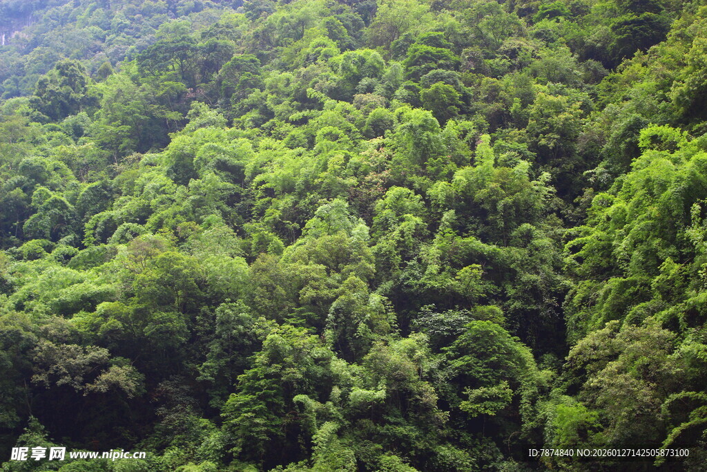 茂密翠绿山林景观