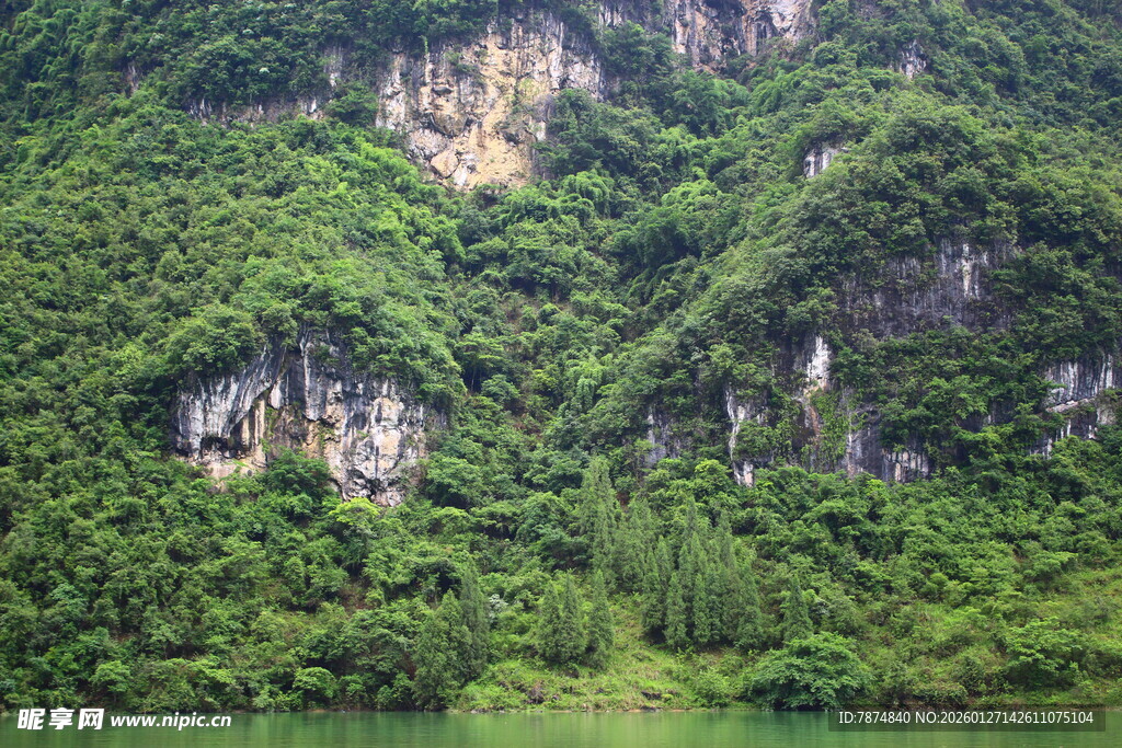 青山绿水间的繁茂山林