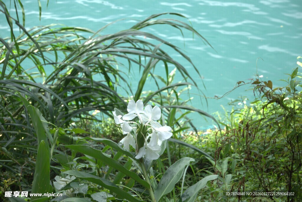 湖畔绽放的清新白色小花