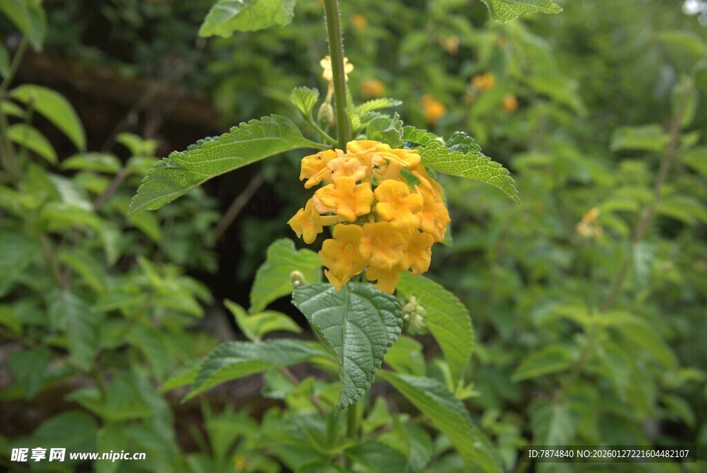 枝头绽放的黄色美丽花朵