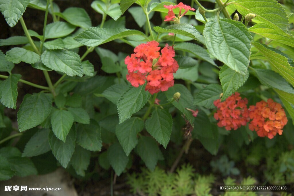 鲜艳红花绽放绿叶间