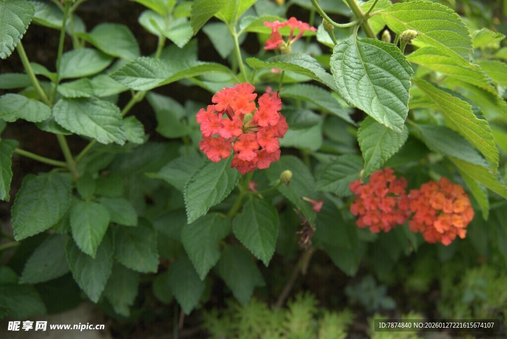 鲜艳红花绽放绿叶间