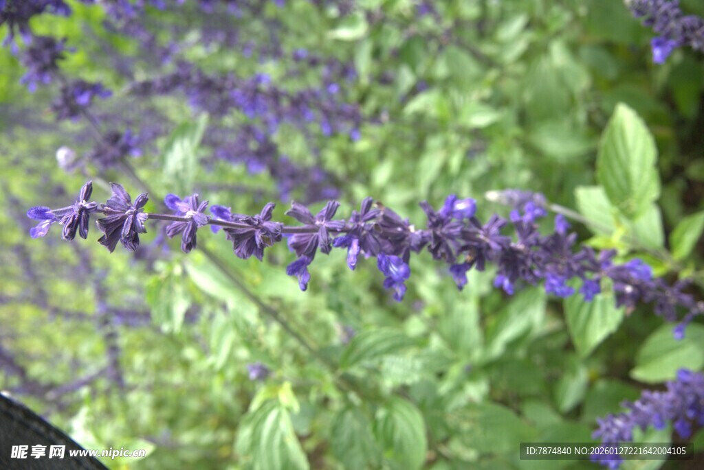 紫色鼠尾草特写