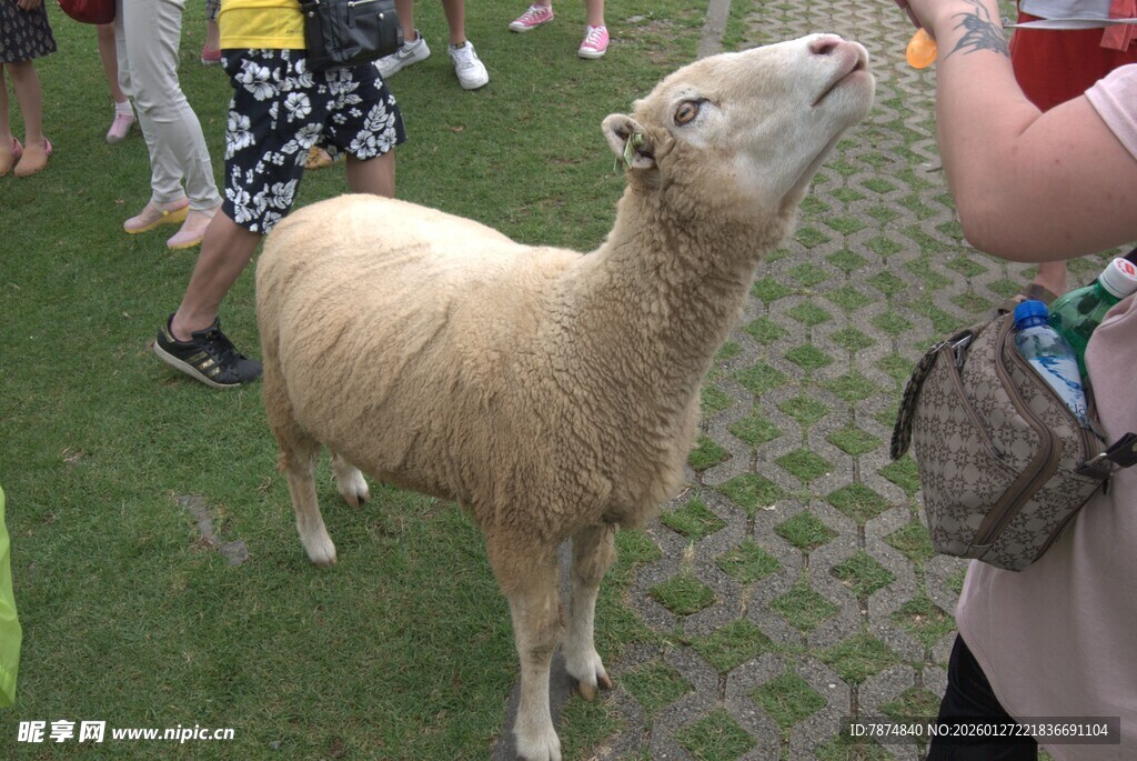 小羊仰头与人互动