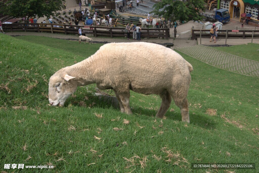 草地上吃草的羊
